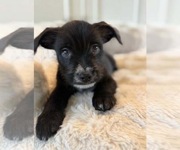 Medium Photo #2 Chihuahua-Unknown Mix Puppy For Sale in St. Louis Park, MN, USA