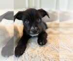 Small #1 Chihuahua Mix