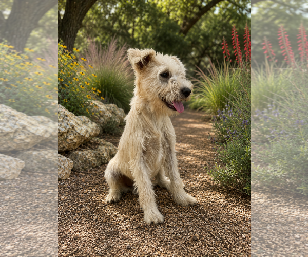 Medium Photo #3 Mutt Puppy For Sale in PIPE CREEK, TX, USA