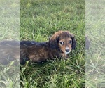 Small #5 Dachshund