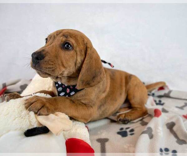 Medium Photo #7 Beabull Puppy For Sale in Kennesaw, GA, USA