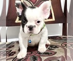 Small Photo #68 French Bulldog Puppy For Sale in BATON ROUGE, LA, USA
