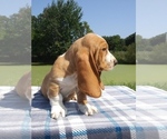 Small Photo #9 Basset Hound Puppy For Sale in PETERSBURG, IN, USA