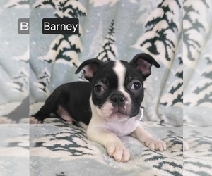 Boston Terrier Puppy for sale in MINERAL WELLS, WV, USA