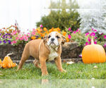 Small Photo #3 Beabull Puppy For Sale in NAPPANEE, IN, USA