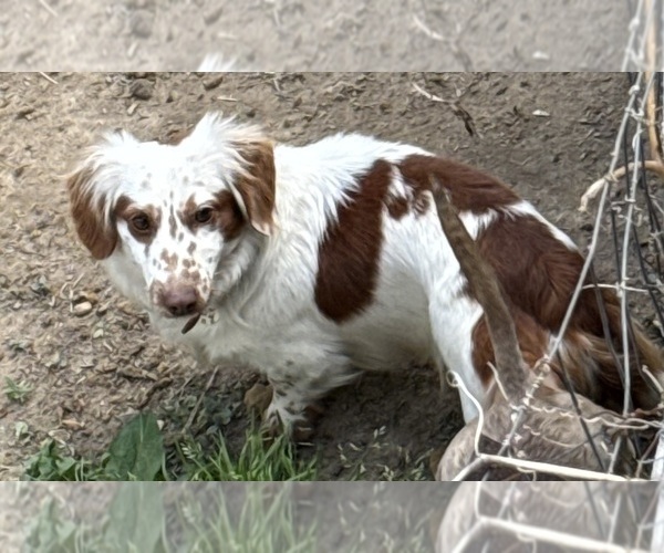 Medium Photo #1 Dachshund Puppy For Sale in CROSSVILLE, TN, USA