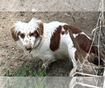 Small Photo #1 Dachshund Puppy For Sale in CROSSVILLE, TN, USA