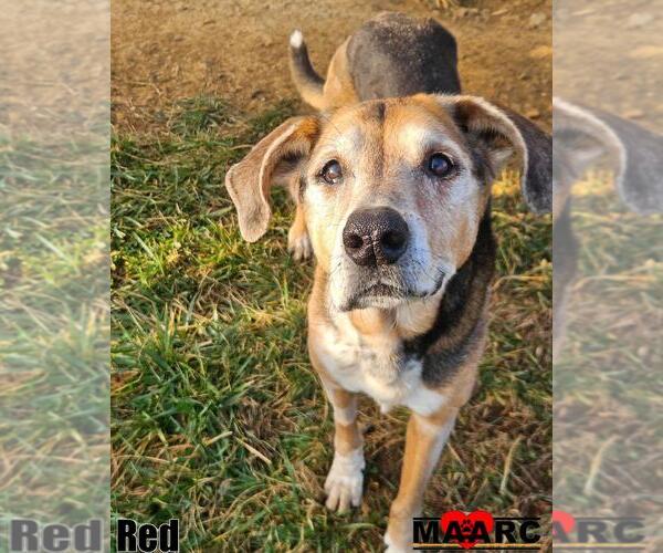 Medium Photo #1 Mutt Puppy For Sale in Maryville, TN, USA