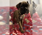 Puppy Miss Yellow Boxer