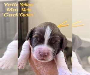 Medium English Springer Spaniel