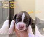 Puppy Puppy 8 English Springer Spaniel