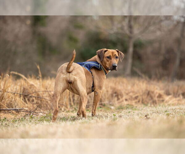 Medium Photo #3 Labrador Retriever-Unknown Mix Puppy For Sale in Spring Lake, NC, USA