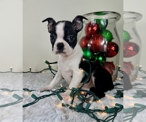 Boston Terrier Puppy for sale in GREENFIELD, IN, USA