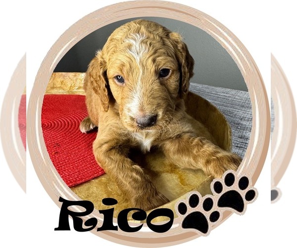 Medium Photo #1 Goldendoodle mix (+ Poodle Standard) Puppy For Sale in SARASOTA, FL, USA