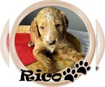 Puppy Rico Goldendoodle mix (+ Poodle Standard)