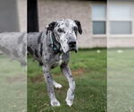 Small #7 Great Dane