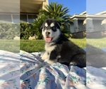 Small Photo #3 Alaskan Husky-Siberian Husky Mix Puppy For Sale in RIVERSIDE, CA, USA