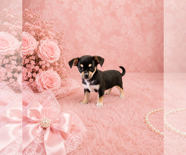 Medium Photo #3 Chihuahua Puppy For Sale in BOSTON, MA, USA