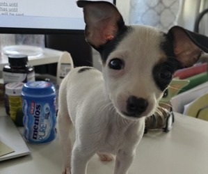 Chihuahua Puppy for sale in ABILENE, TX, USA
