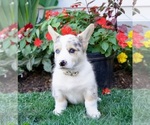 Puppy Spotty Pembroke Welsh Corgi