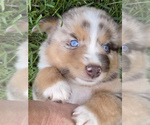 Small Photo #10 Australian Shepherd Puppy For Sale in EXETER, MO, USA
