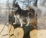 Small Photo #3 Alaskan Klee Kai-Pomsky Mix Puppy For Sale in STAPLES, MN, USA