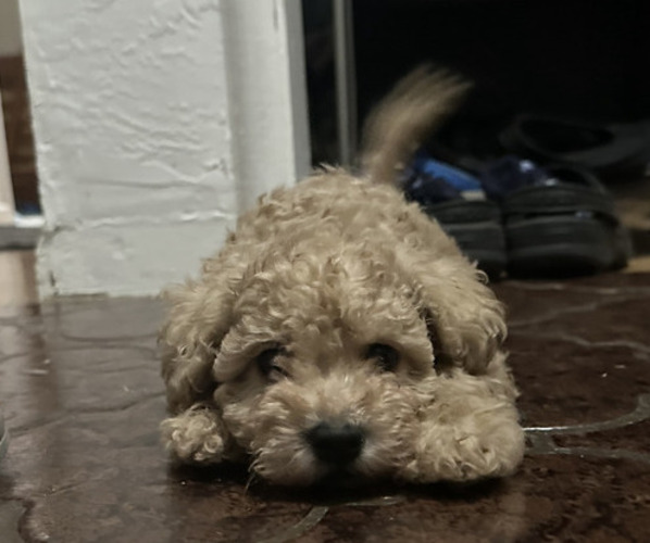 Medium Photo #5 Miniature Schnauzer-Poodle (Toy) Mix Puppy For Sale in SAN JOSE, CA, USA