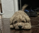 Small #4 Miniature Schnauzer-Poodle (Toy) Mix