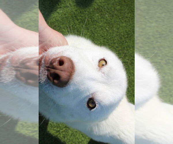 Medium Photo #2 - Mix Puppy For Sale in Chestertown, MD, USA