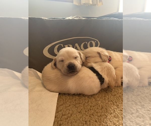 Medium Photo #11 Labrador Retriever Puppy For Sale in RANTOUL, IL, USA