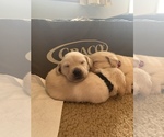 Small Photo #11 Labrador Retriever Puppy For Sale in RANTOUL, IL, USA