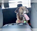 Small #2 Labrador Retriever-Spaniel Mix