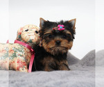 Small #3 Yorkshire Terrier