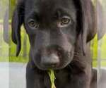 Puppy Sunny Labrador Retriever