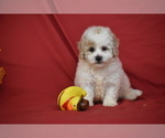 Pickles - Male Bichpoo Puppy for Sale - Photo #4