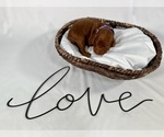 Small Photo #24 Goldendoodle Puppy For Sale in ABILENE, TX, USA