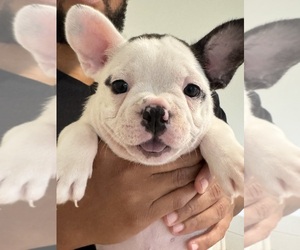 French Bulldog Puppy for sale in PALM BAY, FL, USA