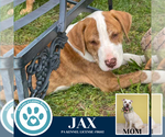 Small #2 American Pit Bull Terrier-Labrador Retriever Mix