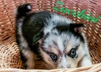 Small Photo #4 Pomsky Puppy For Sale in CENTERVILLE, OH, USA