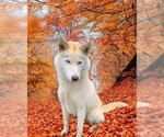 Small #2 Siberian Husky