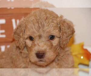Goldendoodle Puppy for sale in FAIR GROVE, MO, USA
