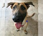 Small #23 German Shepherd Dog Mix