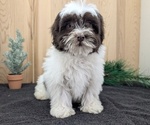 Small #17 Havanese