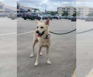 Jaeger - Male Siberian Husky-white german shepherd Mix Dog for Adoption - Photo #2