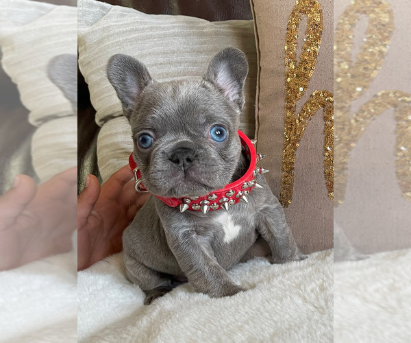 Medium Photo #7 French Bulldog Puppy For Sale in GRANDVIEW, WA, USA