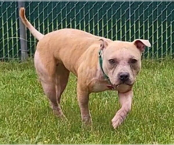 Medium Photo #1 American Staffordshire Terrier Puppy For Sale in Springfield, MA, USA