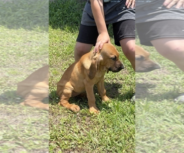 Medium Photo #7 Bloodhound Puppy For Sale in CERRO GORDO, NC, USA
