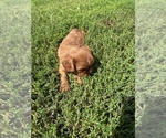 Small #3 Cavalier King Charles Spaniel