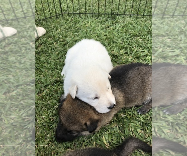 Medium Photo #15 German Shepherd Dog Puppy For Sale in ROSHARON, TX, USA