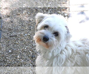 Havanese Dogs for adoption in Gulfport, MI, USA